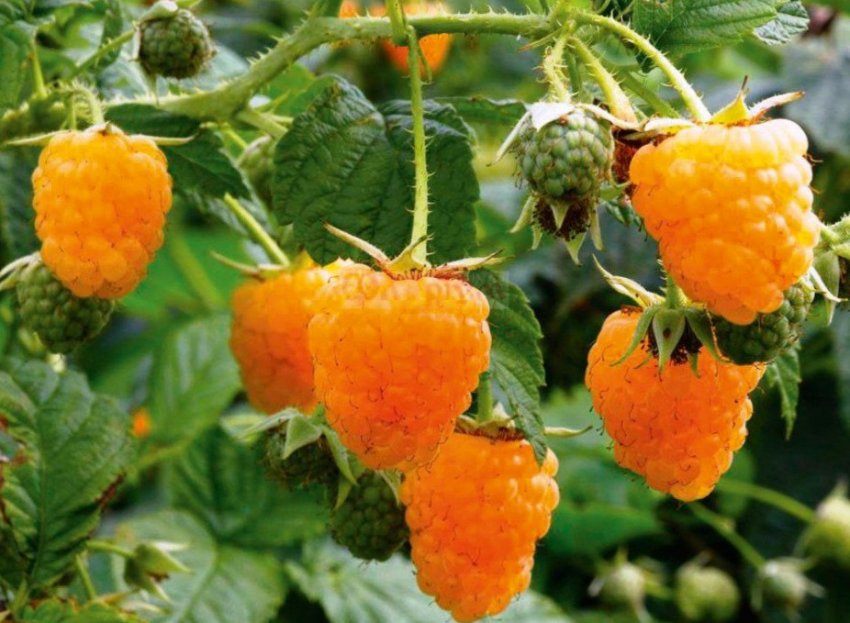 Малина Золота осінь