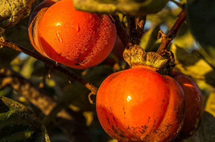 40 сортів хурми фермер вирощує з Тернопільської області 40 сортів хурми фермер вирощує з Тернопільської області