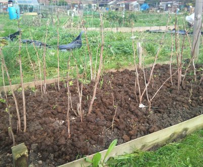 Як садити ремонтантну малину восени