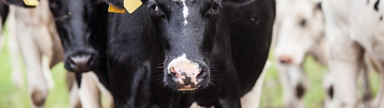 Grain Alliance (Баришівська зернова компанія) реконструює молочну ферму в Полтавській області