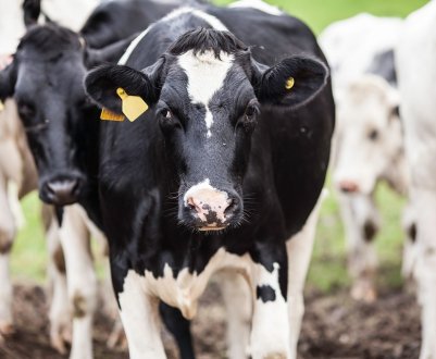 Grain Alliance (Баришівська зернова компанія) реконструює молочну ферму в Полтавській області