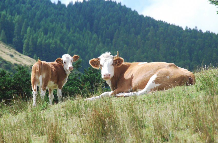 Grain Alliance (Баришівська зернова компанія) реконструює молочну ферму в Полтавській області Grain Alliance (Баришівська зернова компанія) реконструює молочну ферму в Полтавській області