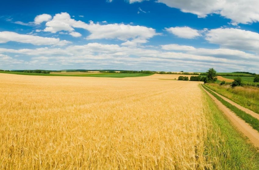 Фермери по всій Великобританії провели Open Farm Sunday Фермери по всій Великобританії провели Open Farm Sunday