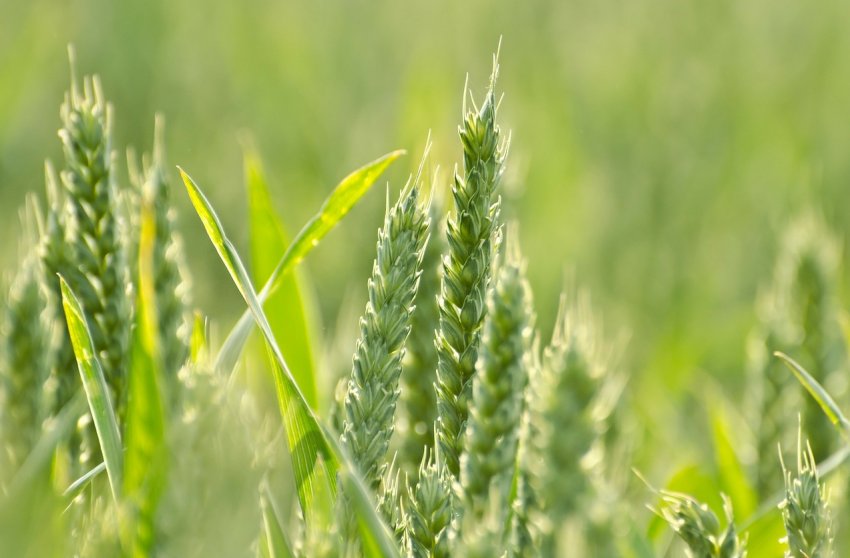 Фермери по всій Великобританії провели Open Farm Sunday Фермери по всій Великобританії провели Open Farm Sunday
