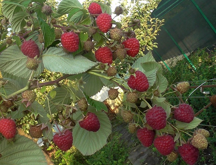 Малина Жозели