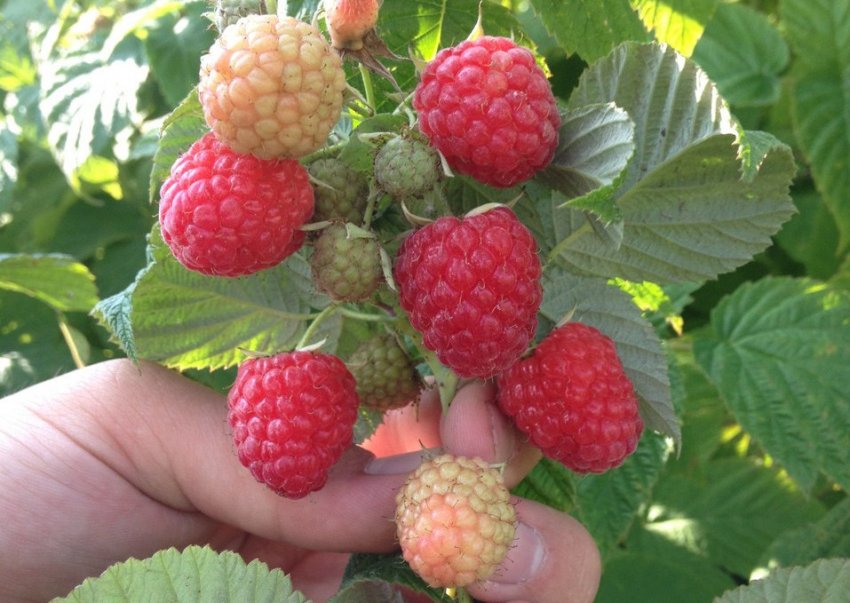 Малина Клеопатра