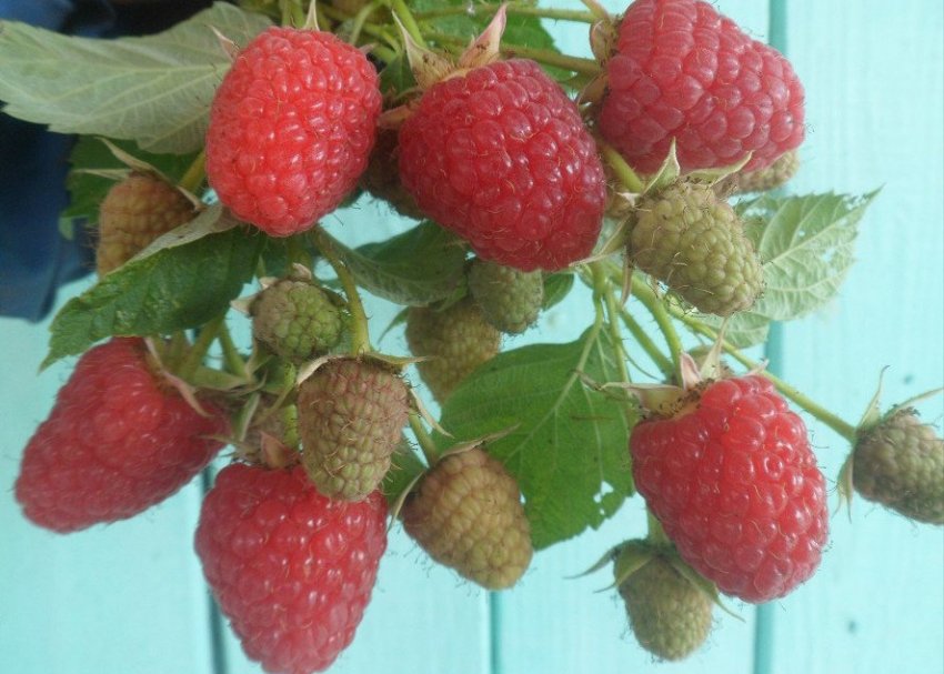 Малина Маргарита