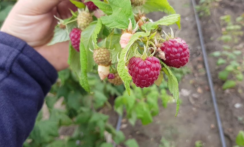 Малина сорту Жозефіна