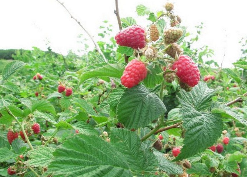 Малина Соколиця