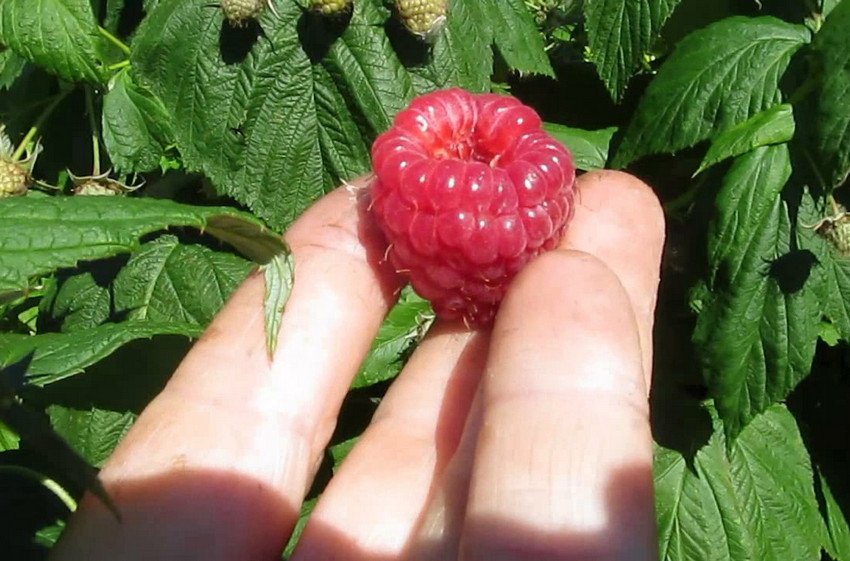 Сорти малини Рубифол