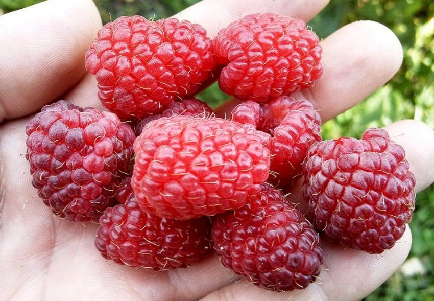 Малина Шапка Мономаха