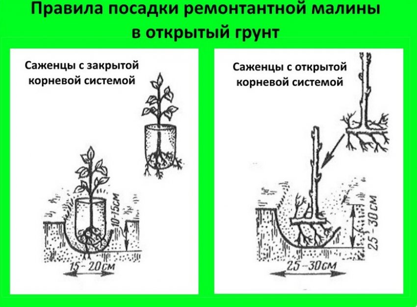 когда сажать ремонтантную малину осенью в каком месяце. Смотреть фото когда сажать ремонтантную малину осенью в каком месяце. Смотреть картинку когда сажать ремонтантную малину осенью в каком месяце. Картинка про когда сажать ремонтантную малину осенью в каком месяце. Фото когда сажать ремонтантную малину осенью в каком месяце