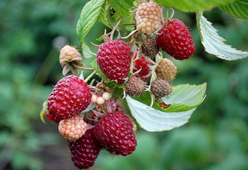 Малини Полана