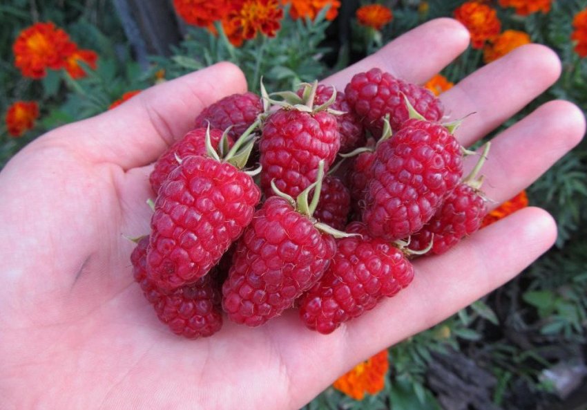 Малина сорту Московський гігант