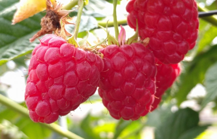 Малина сорту Версаль