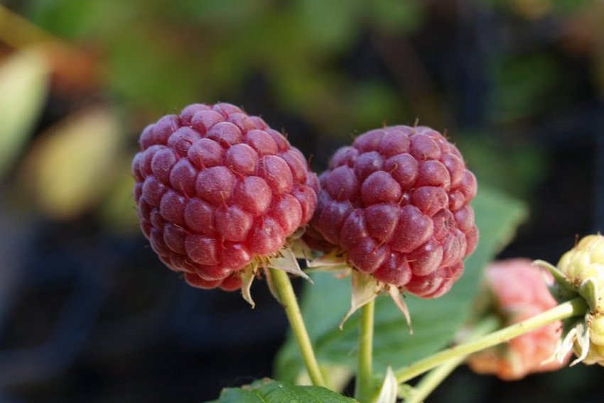 Малина Покуса