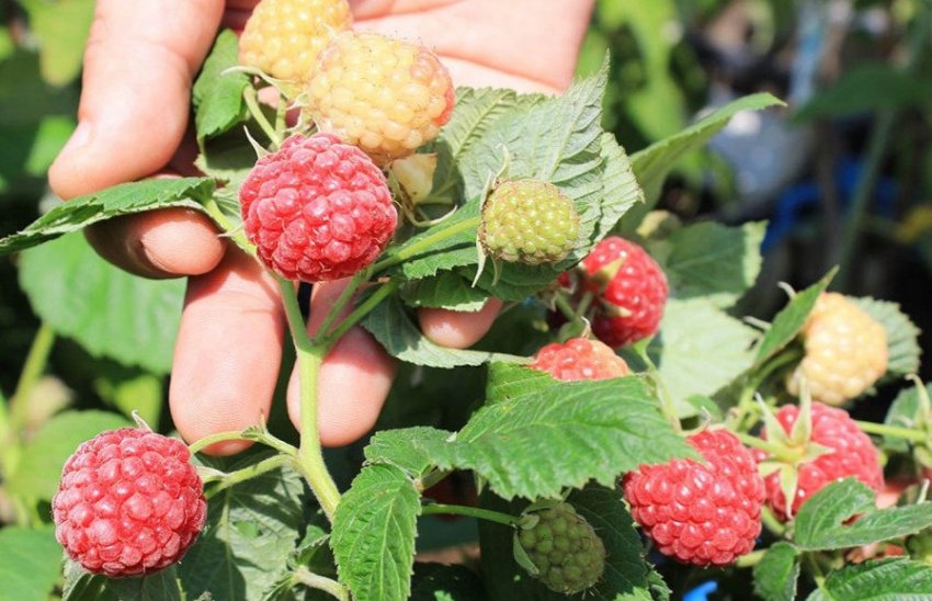 Малина Примара