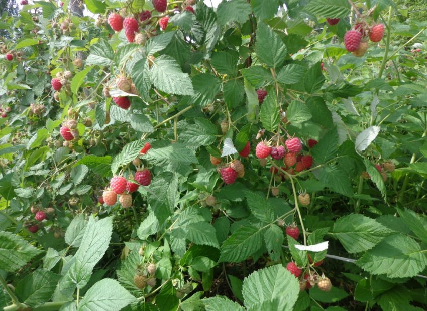 Малина сорту Бузковий туман