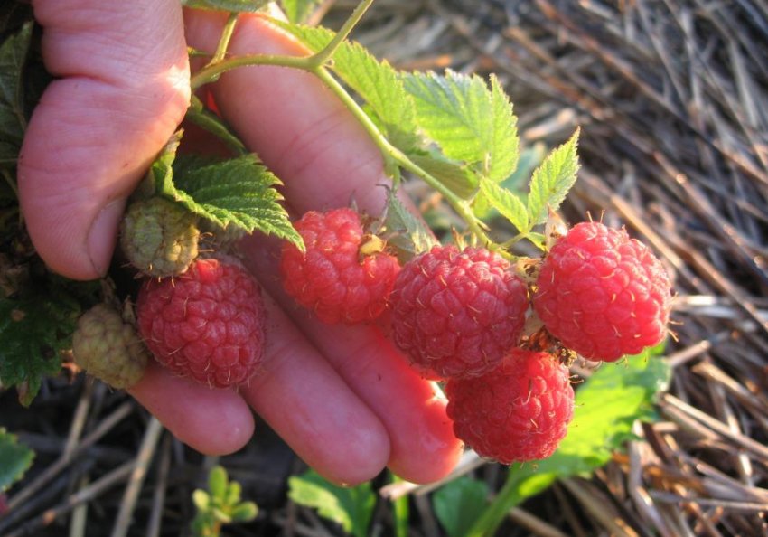 Сорти малини Фенікс