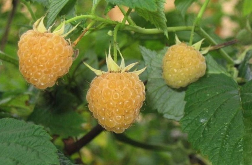 Алтайська десертна малина