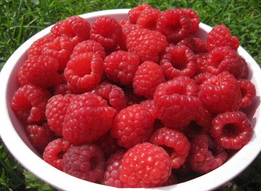 Малина Калінінградська