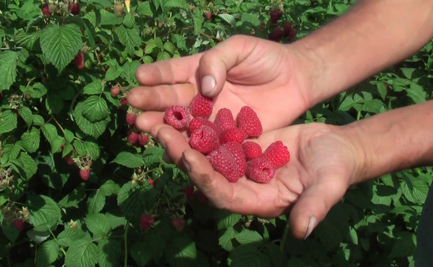 Малина Корпико