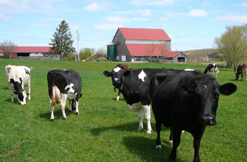 NFU Cymru оголошує про заснування нової премії в галузі сталого сільського господарства NFU Cymru оголошує про заснування нової премії в галузі сталого сільського господарства