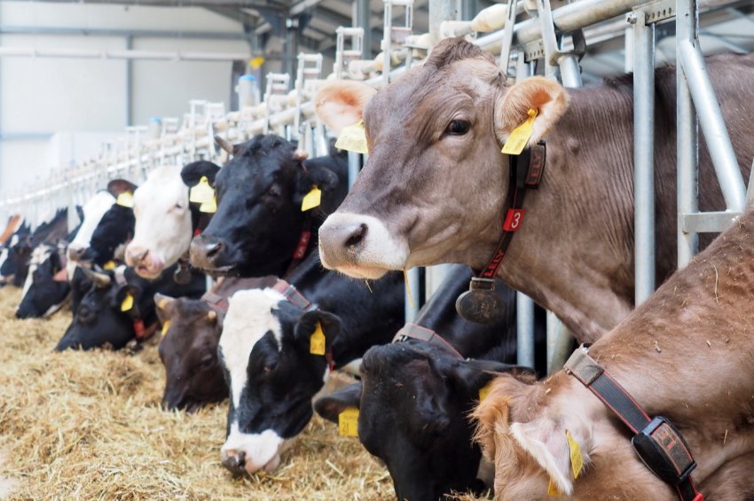 NFU Cymru оголошує про заснування нової премії в галузі сталого сільського господарства NFU Cymru оголошує про заснування нової премії в галузі сталого сільського господарства