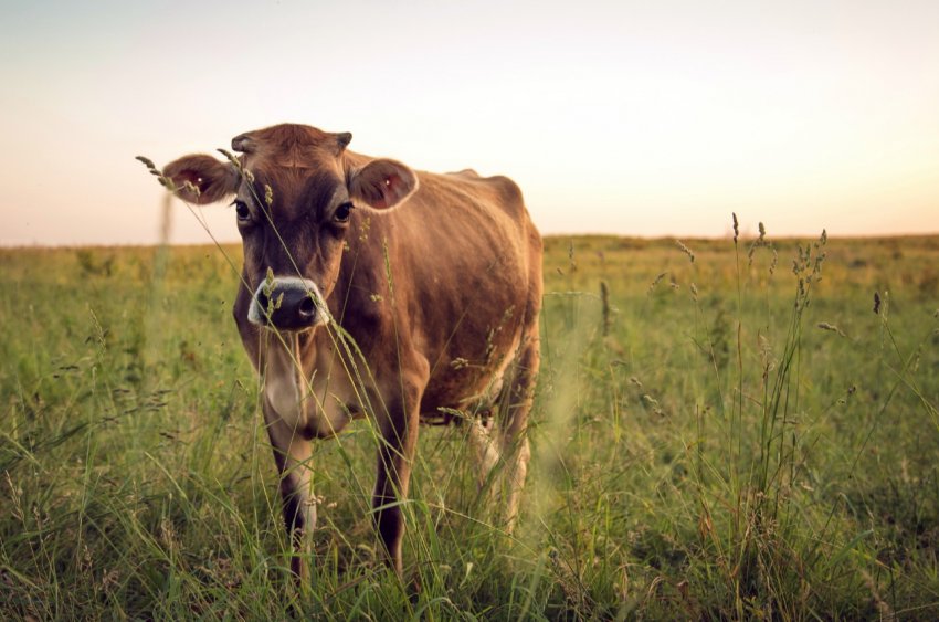 В Китаї попит на яловичину, схоже, призвів до забою молочних корів