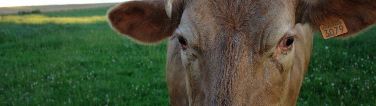 У Китаї попит на яловичину, схоже, призвів до забою молочних корів