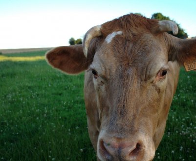 У Китаї попит на яловичину, схоже, призвів до забою молочних корів