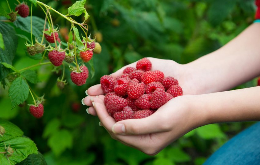 Збір врожаю малини