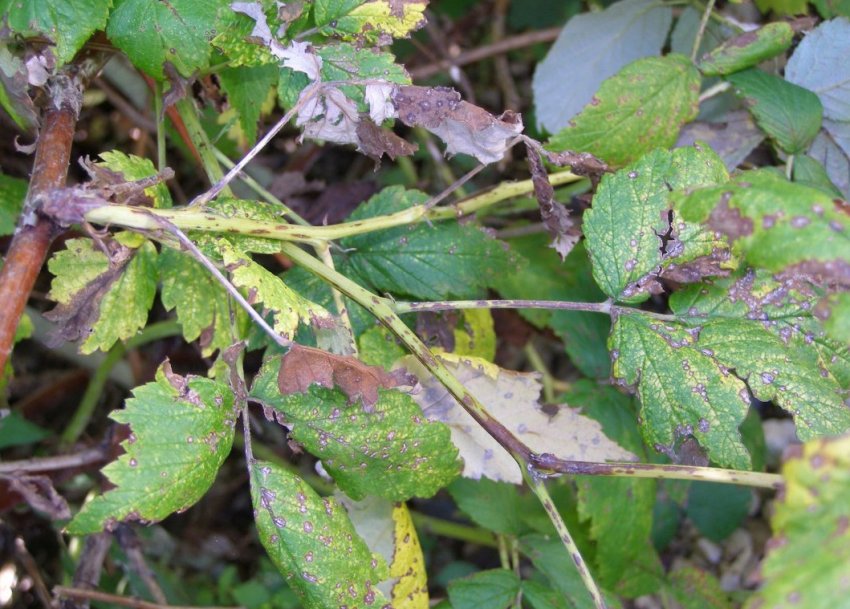 Антракноз малини