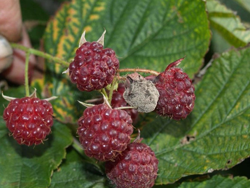 Сіра гниль малини