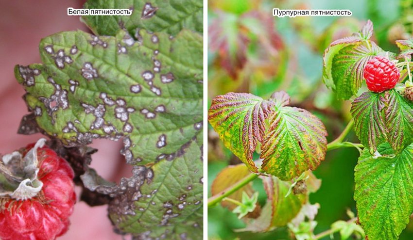 Біла і пурпурова плямистість малини