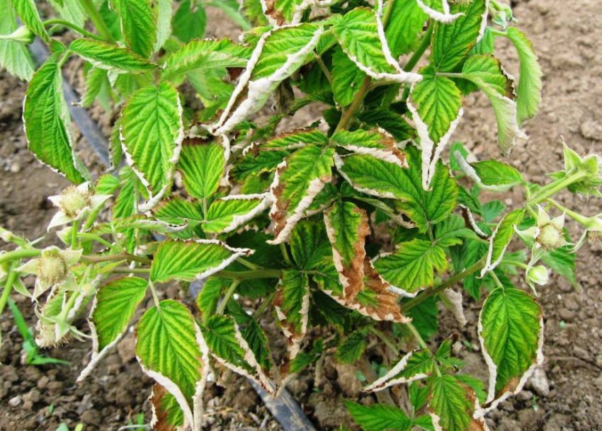 Курчавість малини