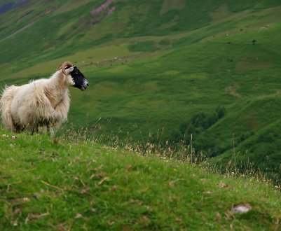 У Шотландії на тендер виставлений орендний договір на гірські вівчарські ферми