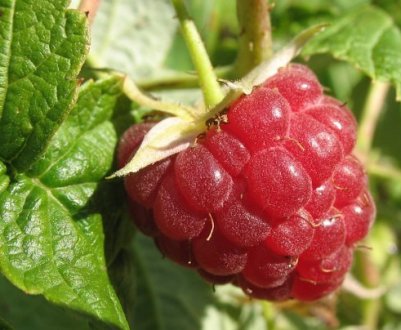 Агротехніка вирощування малини, весняна обрізка за Соболєву: методи, переваги, недоліки