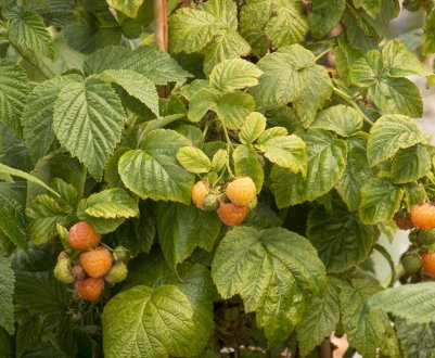 Жовта малина: особливості, смакові властивості, посадка і догляд