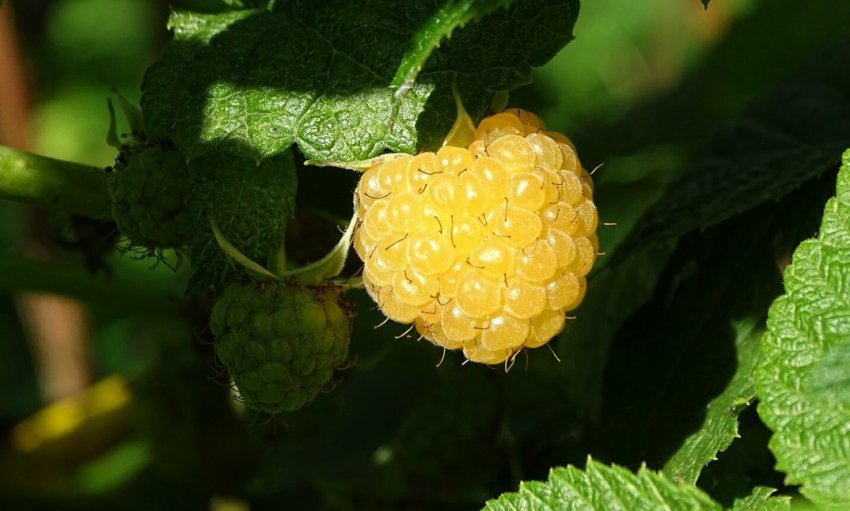 Жовта малина Жовта малина