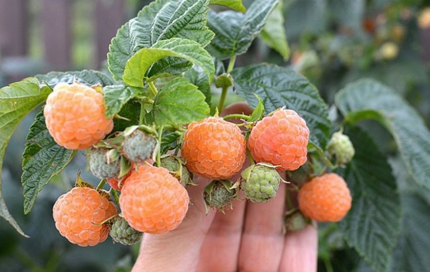 Малина Порана роса Малина Порана роса