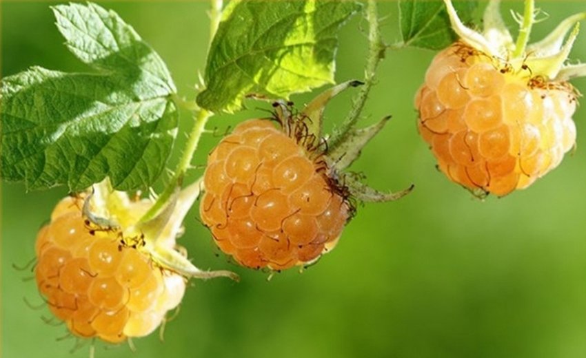 Малина Втікачка Малина Втікачка