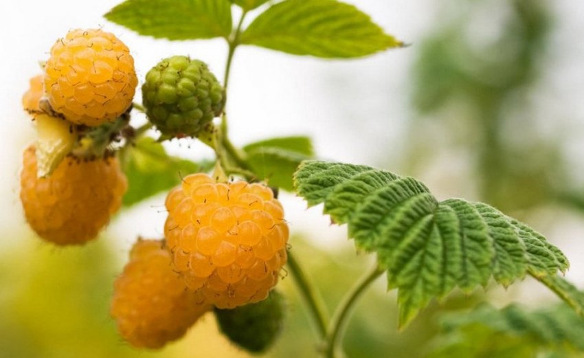 Малина Абрикосова Малина Абрикосова