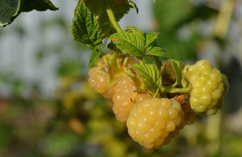 Жовта десертна малина Жовта десертна малина