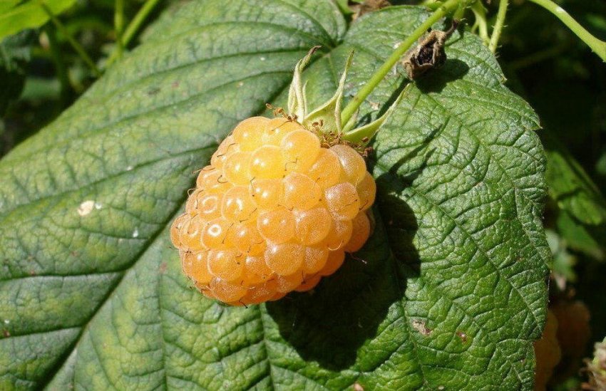 Малина Жовтий гігант Малина Жовтий гігант