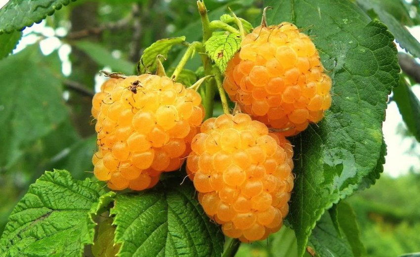 Малина Жовтий пінгвін Малина Жовтий пінгвін