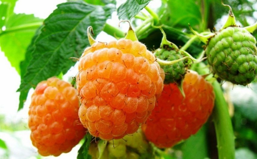 Малина Янтарна Малина Янтарна