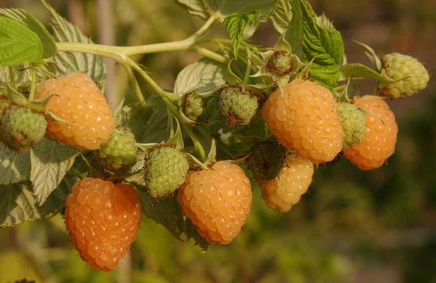 Малина Золота осінь Малина Золота осінь