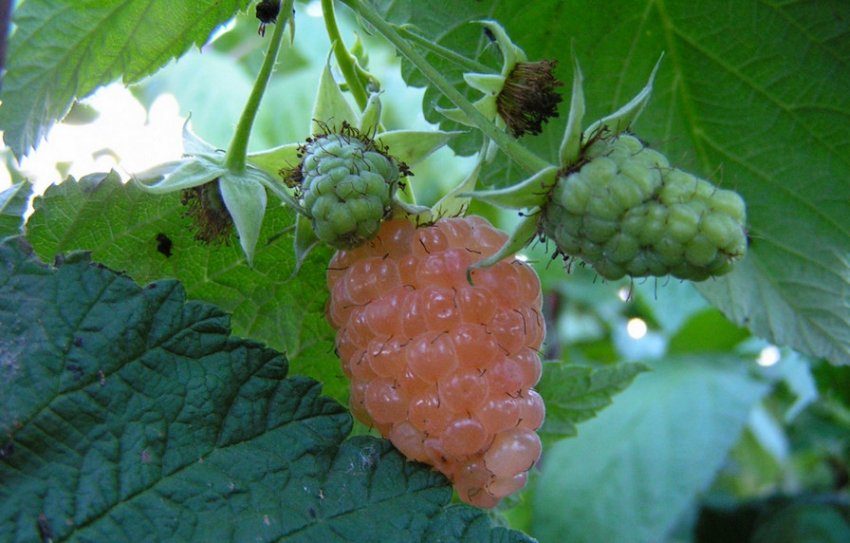 Малина сорту Золоті куполи Малина сорту Золоті куполи