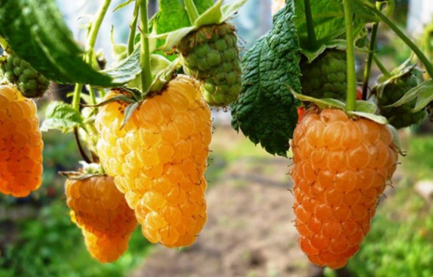 малина Жовте чудо малина Жовте чудо